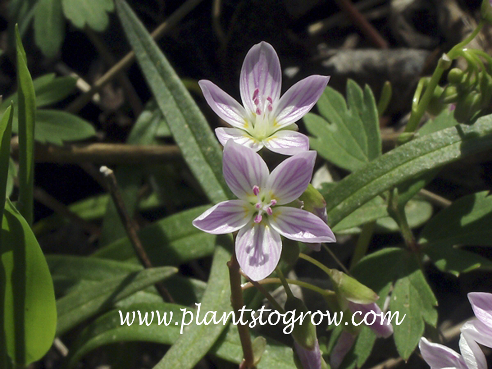 Spring Beauty (Claytonia virginica) 
A close up of the flower with white petals and purple veins. (April 27)
